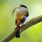 Silver-breasted Broadbill